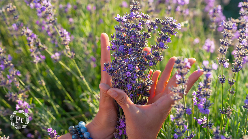 mudra and lavender photo